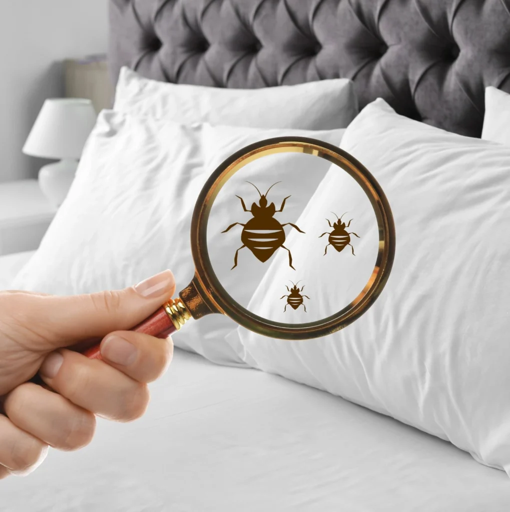 Are Bed Bugs Keeping You Up at Night