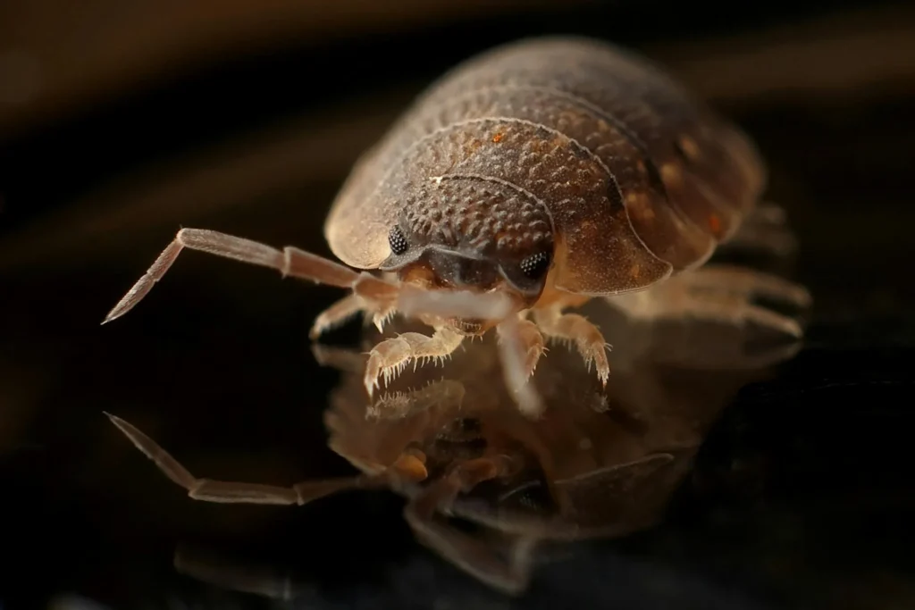 Bed-Bug-Treatment - Haddon Heights Pest Control Pros | Haddon Heights, NJ | 856-499-5908